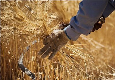 شرایط خرید گندم آزاد در ایران به چه صورت است؟