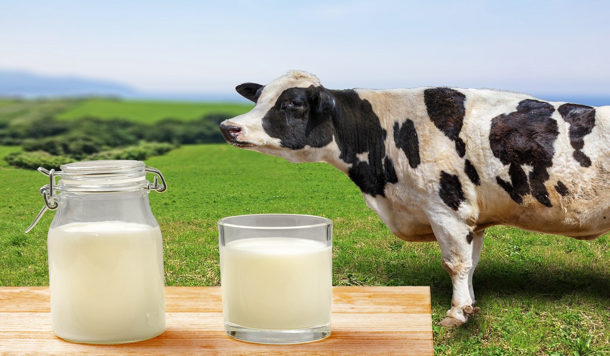 جوشاندن شیر گاو با روش صحیح و اصولی برای از بین بردن کلیه میکروب های ...