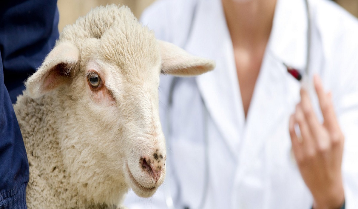 مهمترین بیماری گوسفندی